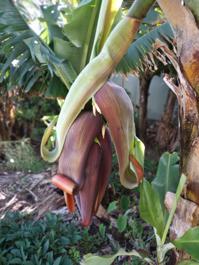 Lazy Lizard By The Ocean Seixal (Madeira) Exterior foto