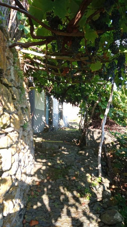 Lazy Lizard By The Ocean Seixal (Madeira) Exterior foto